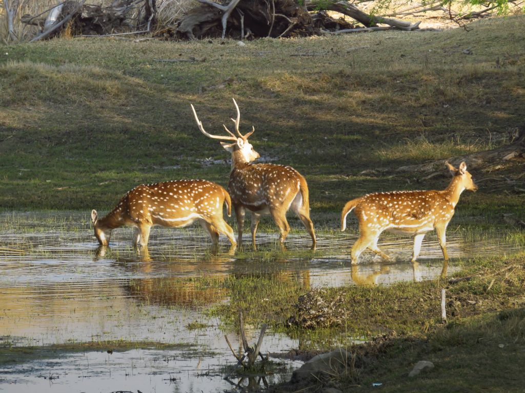 Heilbron deer at Geelwal